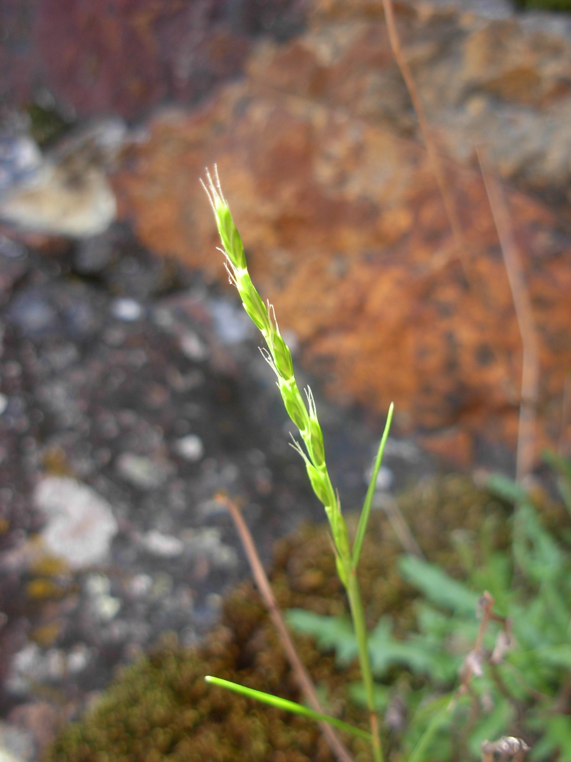 Micropyrum tenellum (L.) Link / Festuca annua